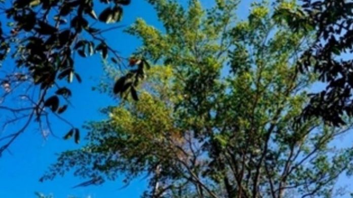 Guaimaro – Το «μαγικό δέντρο» που προστατεύει τον πλανήτη - Φωτογραφία 1