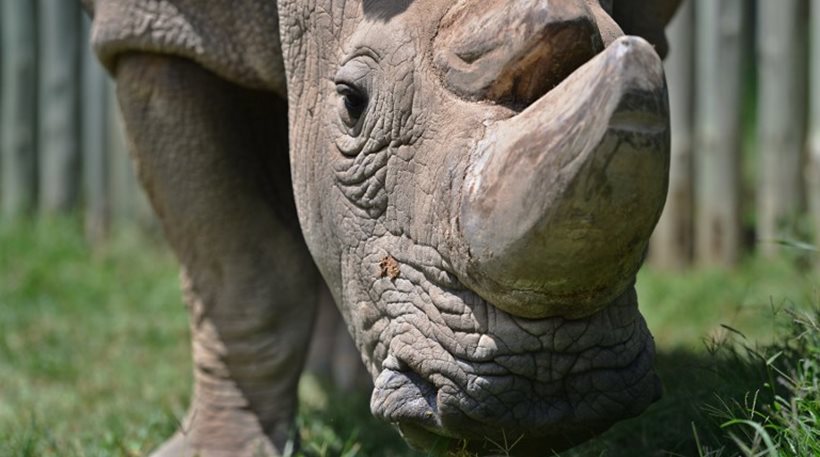 Κένυα Το τέλος ενός είδους: Πέθανε ο τελευταίος αρσενικός βόρειος λευκός ρινόκερος του κόσμου! - Φωτογραφία 1