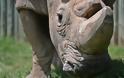 Κένυα Το τέλος ενός είδους: Πέθανε ο τελευταίος αρσενικός βόρειος λευκός ρινόκερος του κόσμου!