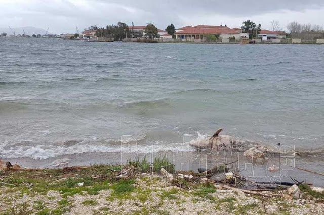 Νεκρό δελφίνι σε ακτή της Πρέβεζας (ΔΕΙΤΕ ΦΩΤΟ) - Φωτογραφία 2