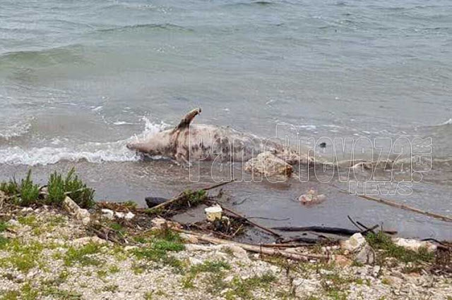 Νεκρό δελφίνι σε ακτή της Πρέβεζας (ΔΕΙΤΕ ΦΩΤΟ) - Φωτογραφία 3