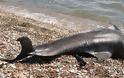 Νεκρό δελφίνι σε ακτή της Πρέβεζας (ΔΕΙΤΕ ΦΩΤΟ)