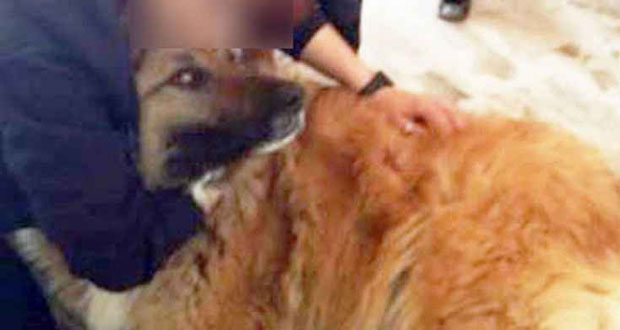 Κρήτη: Δικάζεται αύριο ο αστυνομικός που σημάδεψε σκύλο με αεροβόλο - Φωτογραφία 1