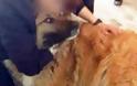 Κρήτη: Δικάζεται αύριο ο αστυνομικός που σημάδεψε σκύλο με αεροβόλο