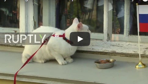 Ρωσία: Ένας γάτος, ο γκουρού των προβλέψεων για το Μουντιάλ! [video] - Φωτογραφία 1