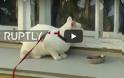 Ρωσία: Ένας γάτος, ο γκουρού των προβλέψεων για το Μουντιάλ! [video]