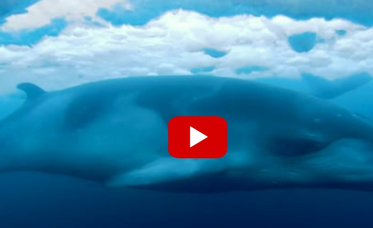 Μαγευτικό βίντεο μιας ρυγχοφάλαινας κάτω από τους πάγους της Ανταρκτικής! [video] - Φωτογραφία 1
