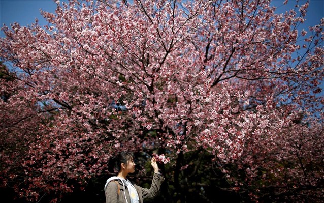 Οι κερασιές ανθίζουν και η Ιαπωνία καλωσορίζει την άνοιξη - Φωτογραφία 1