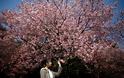 Οι κερασιές ανθίζουν και η Ιαπωνία καλωσορίζει την άνοιξη