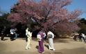 Οι κερασιές ανθίζουν και η Ιαπωνία καλωσορίζει την άνοιξη - Φωτογραφία 2