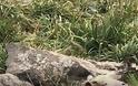 Λήμνος: Αγριοκάτσικο παγιδεύτηκε σε σύρματα στο Κάστρο της Μύρινας, σώθηκε πριν πνιγεί [photos+video]