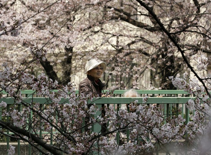 Ιαπωνία: Το Τόκιο καλωσορίζει την άνοιξη με τις ανθισμένες κερασιές - Φωτογραφία 2