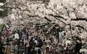 Ιαπωνία: Το Τόκιο καλωσορίζει την άνοιξη με τις ανθισμένες κερασιές - Φωτογραφία 1