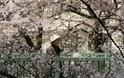 Ιαπωνία: Το Τόκιο καλωσορίζει την άνοιξη με τις ανθισμένες κερασιές - Φωτογραφία 2
