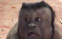 Μαϊμού με ανθρώπινο πρόσωπο γκρέμισε το ίντερνετ [video] - Φωτογραφία 1