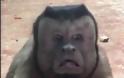 Μαϊμού με ανθρώπινο πρόσωπο γκρέμισε το ίντερνετ [video] - Φωτογραφία 3