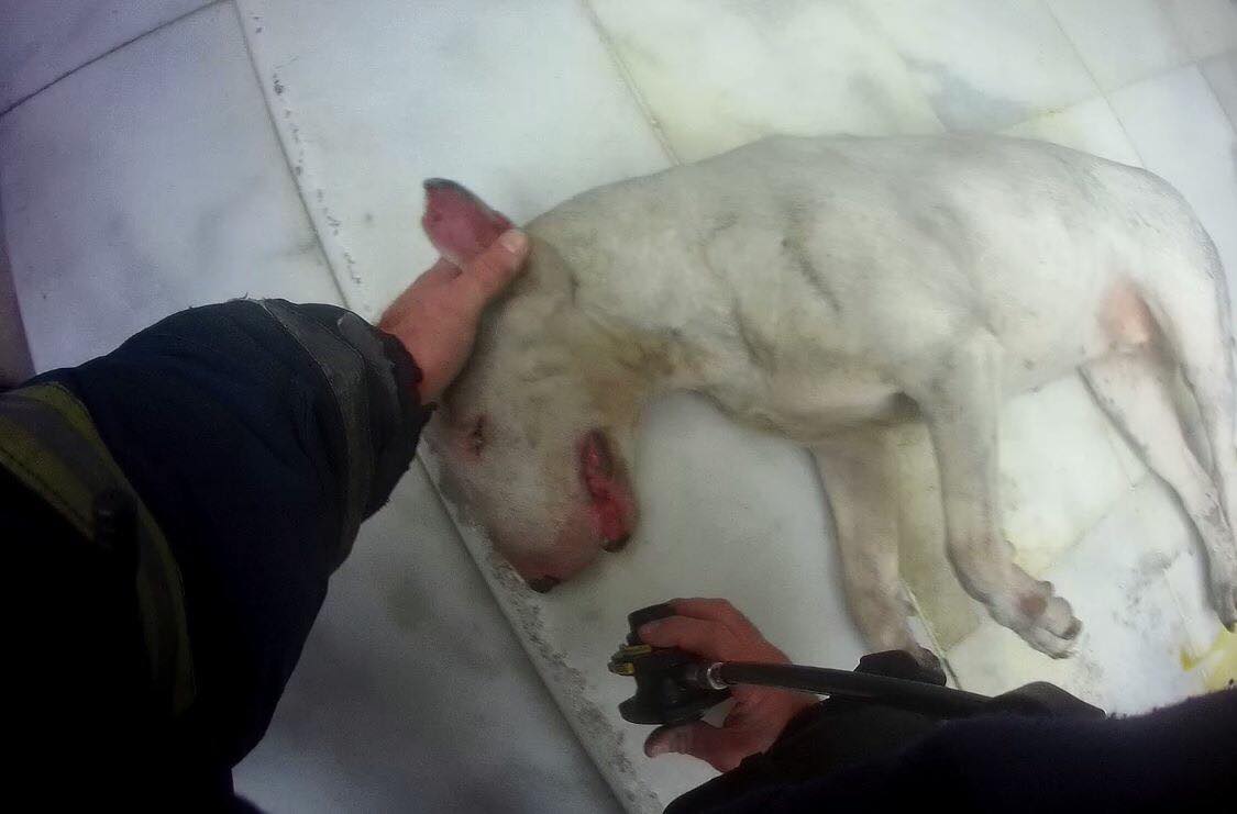 Θεσσαλονίκη: Πυροσβέστες έσωσαν τη ζωή δύο σκύλων που είχαν εγκλωβιστεί στις φλόγες - Φωτογραφία 2