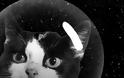 Φελισέτ: Η άγνωστη ιστορία της πρώτης γάτας που ταξίδεψε στο διάστημα