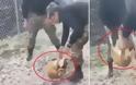 Έξαλλος ο Καμμένος με τον βασανισμό σκύλου από οπλίτες: Να επιβληθούν οι αυστηρότερες ποινές