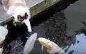 Ο γάτος αυτός δίνει φιλάκια σε... ψάρια [video]