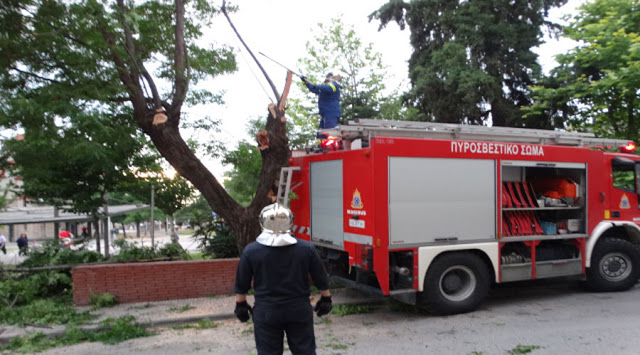 Δέντρο «ξηλώθηκε» από τον αέρα και έπεσε πάνω σε τροχόσπιτο στη Χαλκιδική -Εγκλωβίστηκαν κάτοικοι στην Κατερίνη - Φωτογραφία 1