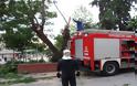 Δέντρο «ξηλώθηκε» από τον αέρα και έπεσε πάνω σε τροχόσπιτο στη Χαλκιδική -Εγκλωβίστηκαν κάτοικοι στην Κατερίνη
