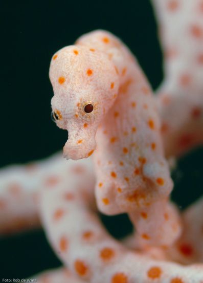 Αυτά είναι τα 10 πιο μικροσκοπικά ζώα του πλανήτη - Φωτογραφία 10