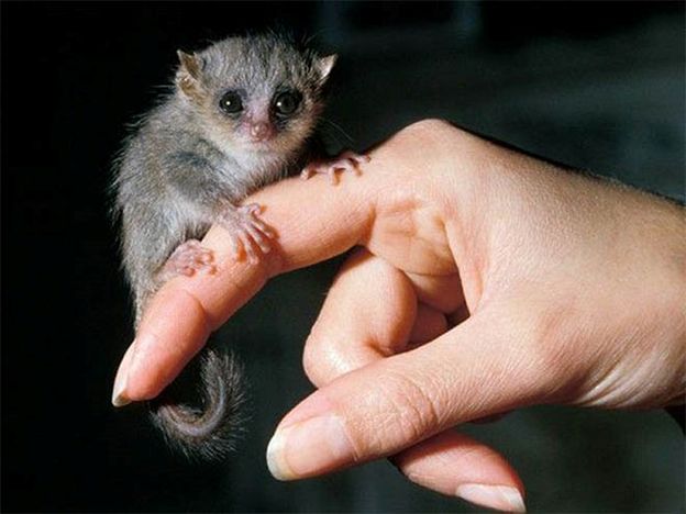 Αυτά είναι τα 10 πιο μικροσκοπικά ζώα του πλανήτη - Φωτογραφία 11