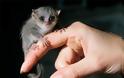 Αυτά είναι τα 10 πιο μικροσκοπικά ζώα του πλανήτη - Φωτογραφία 11