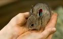 Αυτά είναι τα 10 πιο μικροσκοπικά ζώα του πλανήτη - Φωτογραφία 7