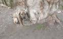 Φθιώτιδα: Άφησε το σκύλο του δεμένο σε δέντρο και πέθανε