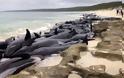 Πάνω από 140 φάλαινες βρέθηκαν νεκρές... - Φωτογραφία 1