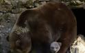 Οι καφέ αρκούδες παρατείνουν την ανατροφή των μικρών τους για να γλιτώσουν από τους κυνηγούς