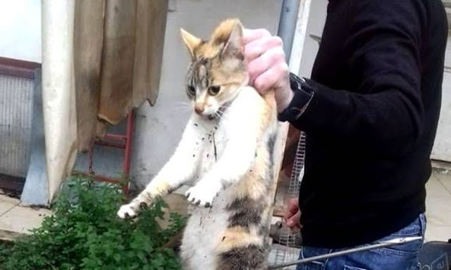 Καταγγελία: Δεύτερο περιστατικό κακοποίησης ζώου μετά τους φαντάρους στην Κόνιτσα (ΦΩΤΟ) - Φωτογραφία 1