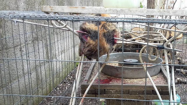 Καταγγελία: Δεύτερο περιστατικό κακοποίησης ζώου μετά τους φαντάρους στην Κόνιτσα (ΦΩΤΟ) - Φωτογραφία 2