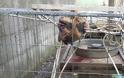 Καταγγελία: Δεύτερο περιστατικό κακοποίησης ζώου μετά τους φαντάρους στην Κόνιτσα (ΦΩΤΟ) - Φωτογραφία 2