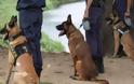Τροφεία τεσσάρων μηνών χρωστούν στους συνοδούς σκύλων της επαρχίας - καταγγελία αστυνομικού