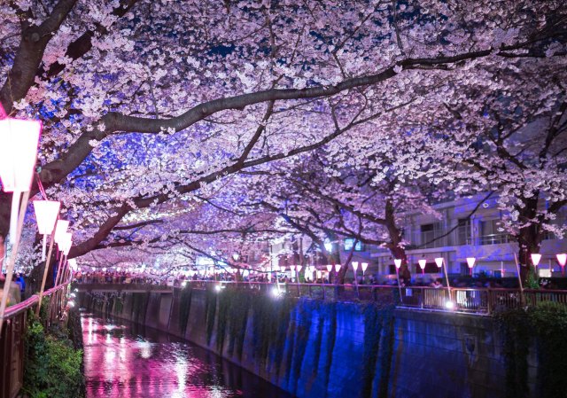 Οι κερασιές άνθισαν, το Τόκιο γιορτάζει την Άνοιξη - Φωτογραφία 2