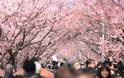 Οι κερασιές άνθισαν, το Τόκιο γιορτάζει την Άνοιξη - Φωτογραφία 1