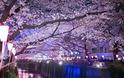 Οι κερασιές άνθισαν, το Τόκιο γιορτάζει την Άνοιξη - Φωτογραφία 2