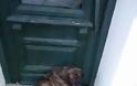 Σώθηκαν από φόλες ασυνείδητων δύο σκυλιά στον ΑΣΤΑΚΟ - Φωτογραφία 1