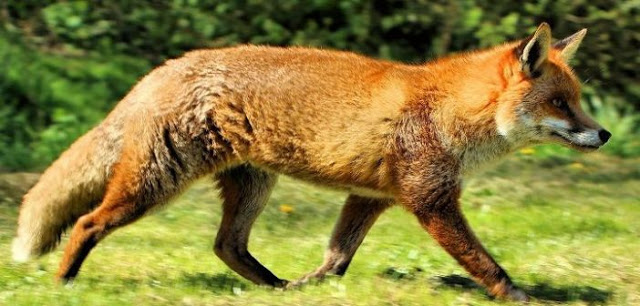 Αιτωλοακαρνανία: Το πρόγραμμα εναέριου εμβολιασμού των κόκκινων αλεπούδων - Φωτογραφία 1