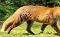 Αιτωλοακαρνανία: Το πρόγραμμα εναέριου εμβολιασμού των κόκκινων αλεπούδων