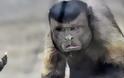 Μαϊμού με «ανθρώπινο πρόσωπο» σαρώνει το διαδίκτυο