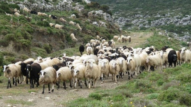 44χρονος κατηγορείται ότι έσφαξε 100 πρόβατα στην Κρήτη - Φωτογραφία 1