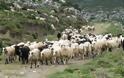 44χρονος κατηγορείται ότι έσφαξε 100 πρόβατα στην Κρήτη