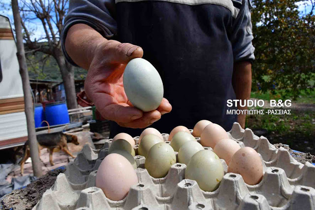 Απίστευτο: Πράσινα αυγά γεννούν κότες σε αγρόκτημα στο Ναύπλιο (φωτο+βίντεο) - Φωτογραφία 10