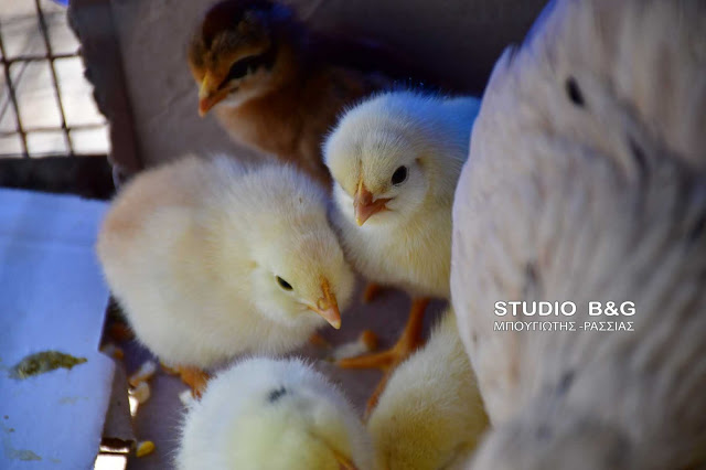 Απίστευτο: Πράσινα αυγά γεννούν κότες σε αγρόκτημα στο Ναύπλιο (φωτο+βίντεο) - Φωτογραφία 13