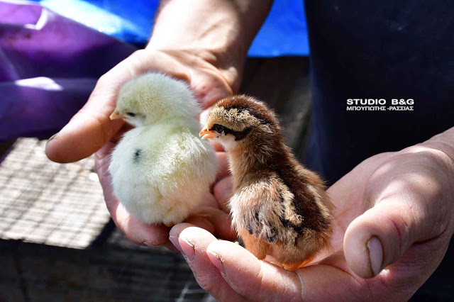 Απίστευτο: Πράσινα αυγά γεννούν κότες σε αγρόκτημα στο Ναύπλιο (φωτο+βίντεο) - Φωτογραφία 14