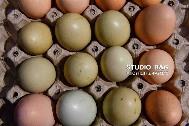 Απίστευτο: Πράσινα αυγά γεννούν κότες σε αγρόκτημα στο Ναύπλιο (φωτο+βίντεο) - Φωτογραφία 3